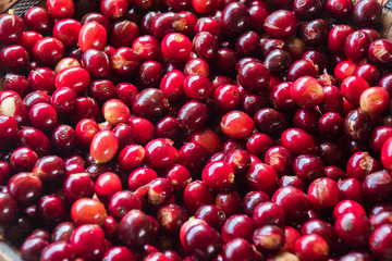 Fresh red coffee that is ripe and ready to go through various processes.