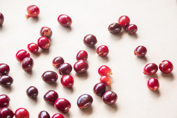 Fresh red coffee that is ripe and ready to go through various processes.