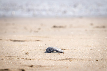 Shell on beach