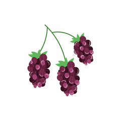 grapes exotic fruits flat style