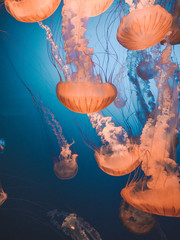 jellyfish in water