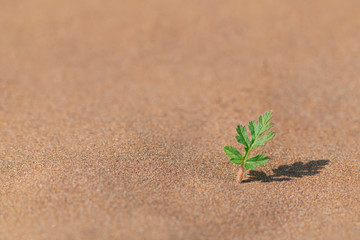 A lone green sprout survived in a hot desert