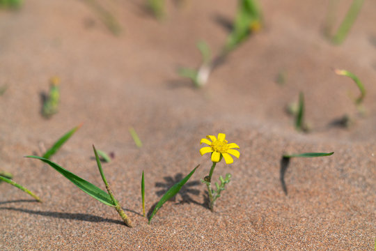 Yellow flower survivor in hot desert