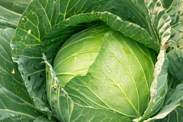 Green cabbage in the garden