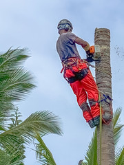 Bûcheron élagueur abatteur sur cocotier 