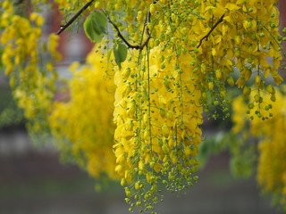 Fototapeta premium Cassia fistula, Golden Shower Tree, Yellow flowers in full bloom with rain drops after rainfall beautiful in garden blurred of nature background