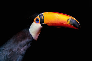 オオハシポートレート