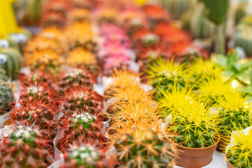 Blooming echinocactus in the store, selective focus.