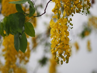 Cassia fistula, Golden Shower Tree, Yellow flowers in full bloom with rain drops after rainfall beautiful in garden blurred of nature background