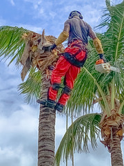 Abattage d’un cocotier par un ouvrier spécialisé 