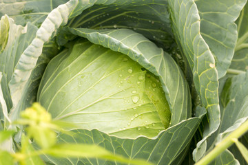 Green cabbage in the garden