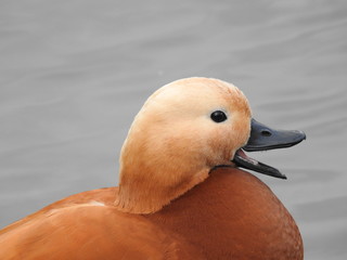 Ruddy shelduck close up