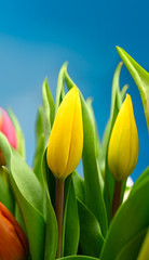 Wunderschöne farbenfrohe Tulpen vor blauem Himmel zu Ostern