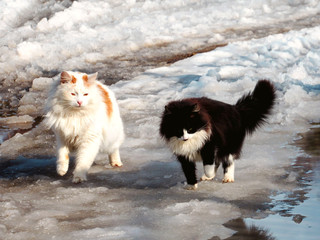 Two cute fluffy cat together walking on melting snow. Black and white two cats on early spring walk. Pair of cute cats fun going in street. Two friendly kittens on spring in snow with water sunny day
