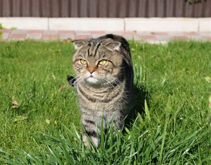 Cat Scottish breed walking on the green grass . Hd Wallpapers nature Wallpapers.