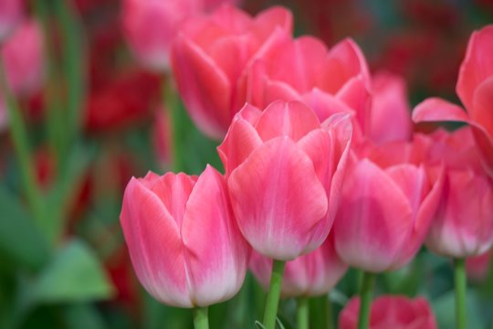 Beautiful bright pink tulips blooming in the garden. Selective Focus. Nature Flower Background. © Naparat