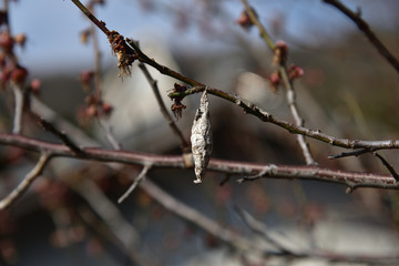 日本のミノムシ