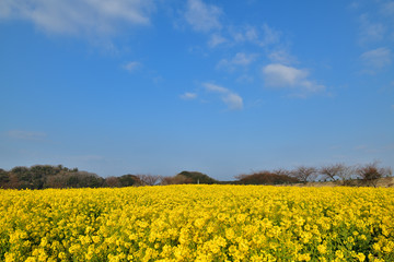 菜の花畑