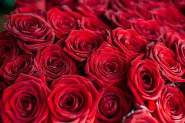 Closeup of a beautiful dark red roses . Floral background.