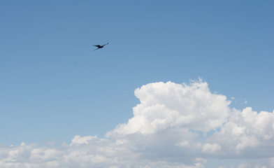 seagull flying in the blue sky