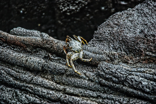 Crab on Rock