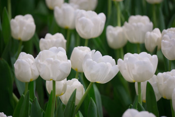 Beautiful white tulips blooming in the garden. Dark tone.Selective Focus.