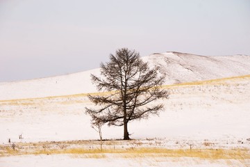 Winter tree.Alone frozen tree in winter snowy field.