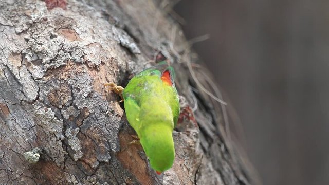 Female Vernal Hanging Parrot clean and survey the tree hollow to make the nest.