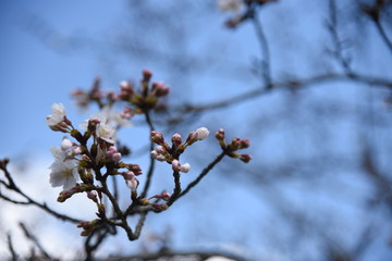 桜の芽