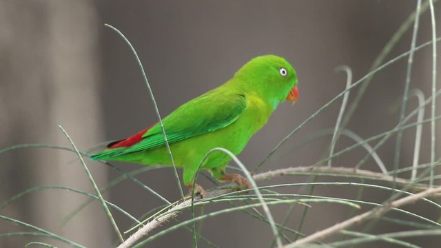 Male Hanging Parrot make sound call