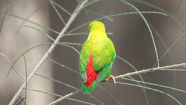 Male Hanging Parrot make sound call