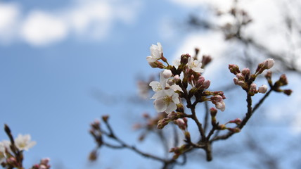 桜