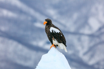 Steller's sea eagle on drift ice