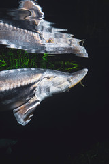 White sturgeon fish in fresh water aquarium