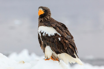 Steller's sea eagle on drift ice