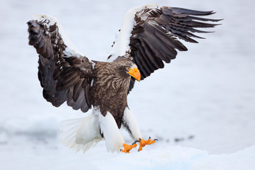 Steller's sea eagle on drift ice