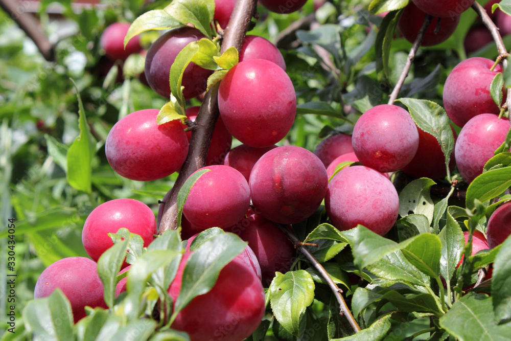 Poster Red plums on tree