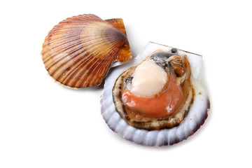 Scallop and opened scallop