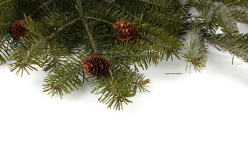 Fir branch with cones