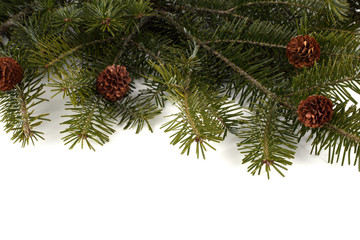 Fir branch with cones