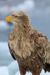 White-tailed eagle on drift ice