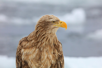 White-tailed eagle on drift ice