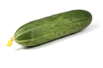 Cucumber