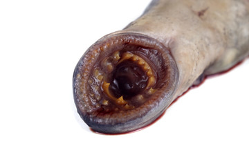 Lamprey fish teeth. This fish is vampire