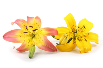 Obraz na płótnie Canvas Pink and yellow lilies