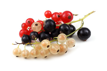 Red, white and black currant