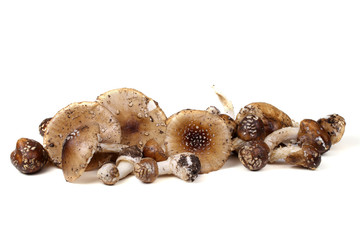 Amanita pantherina. Poison mushroom.