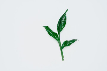 Creative layout made of papers and leaves Flat lay. Minimal nature concept.