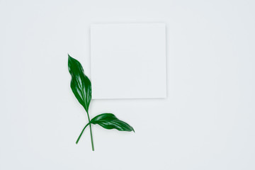 Creative layout made of papers and leaves Flat lay. Minimal nature concept.