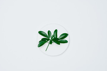 Creative layout made of papers and leaves Flat lay. Minimal nature concept.